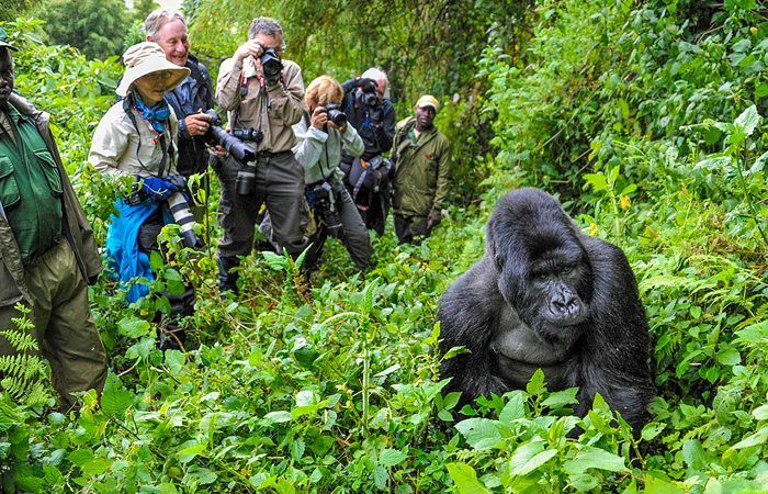 gorilla-trekking-700x450.jpg